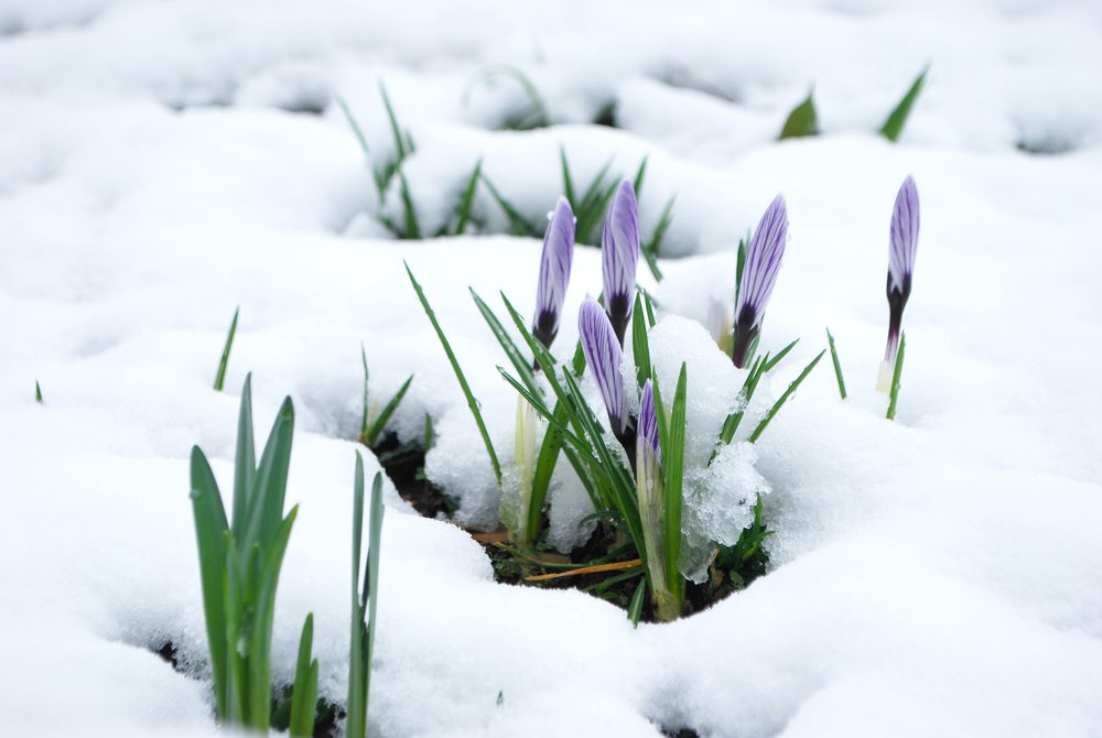 https://www.tcmworld.org/wp-content/uploads/2018/04/crocus-blooming-in-snow.jpg
