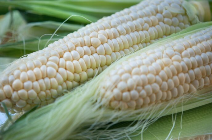 This Normal-Looking Corn Is Shocking People With Its Colorful Secret