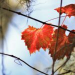 Fall: A Time to Harvest and Release