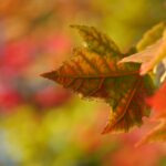 Using Fall’s Energy to Create Balance and Health